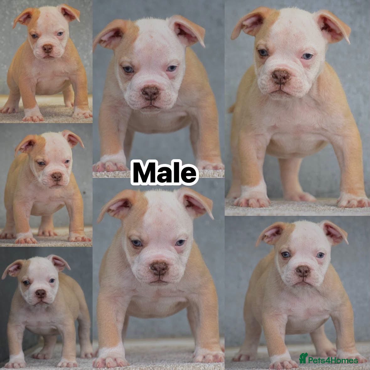 Olde English Bulldogge dogs 24 years 5⭐️Licensed & Registered, uk No 1  - Advert 7