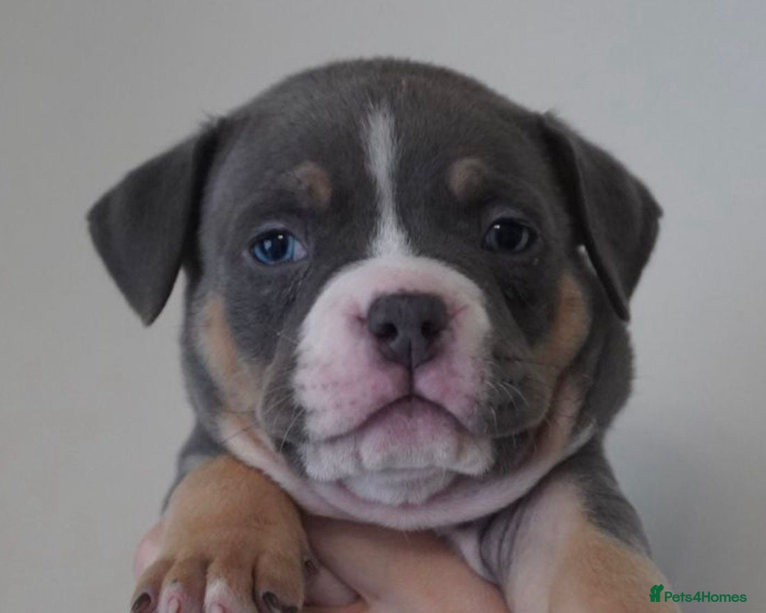 American Bully dogs for sale: Pocket bully pups for sale  - Advert 14