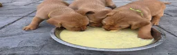Labrador Retriever dogs for sale: Stunning Chunky KC Registered Red Labrador Puppies - Advert 15