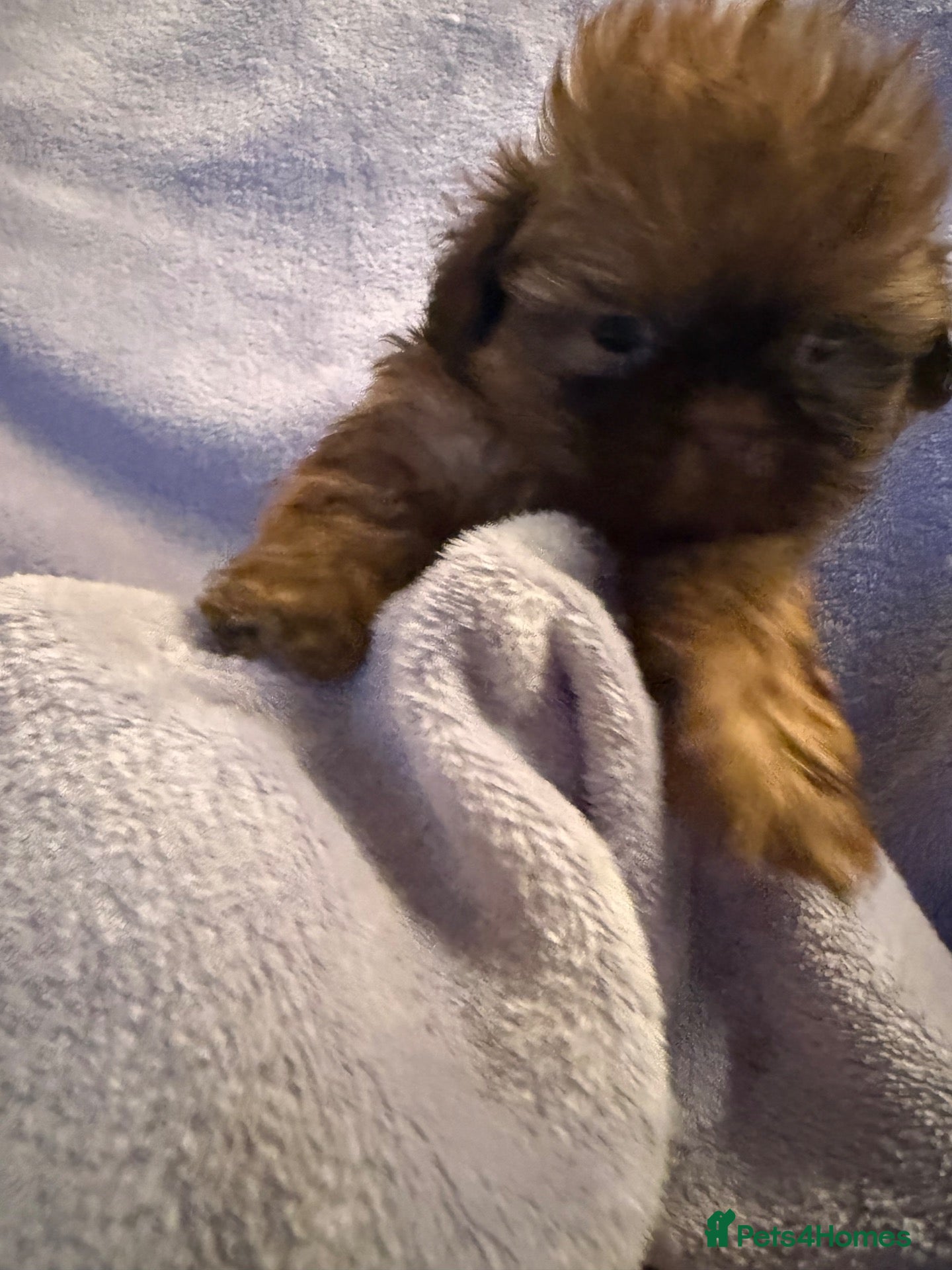 Shih Tzu dogs Stunning Healthy Shihtzu BOY Kc registered  - Advert 2