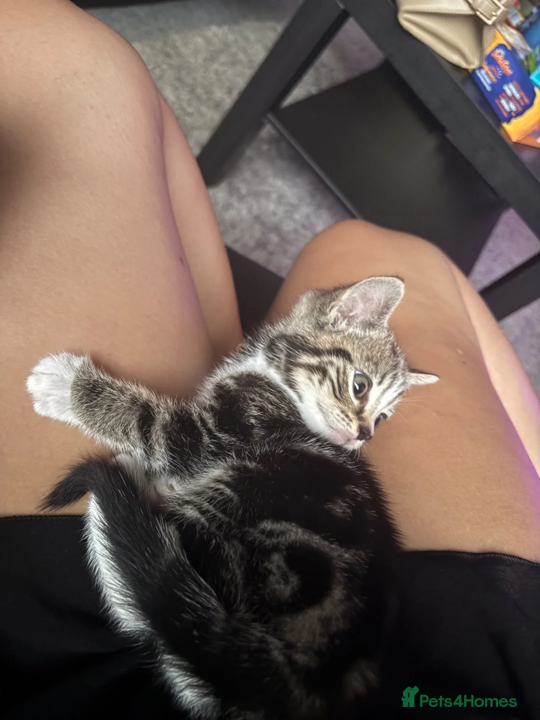 Mixed Breed cats for sale: 2 beautiful male kittens  - Advert 2