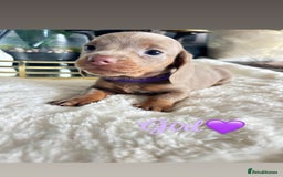 Miniature Dachshund dogs for sale: Kc registered  miniature dachshund puppies - Image 3