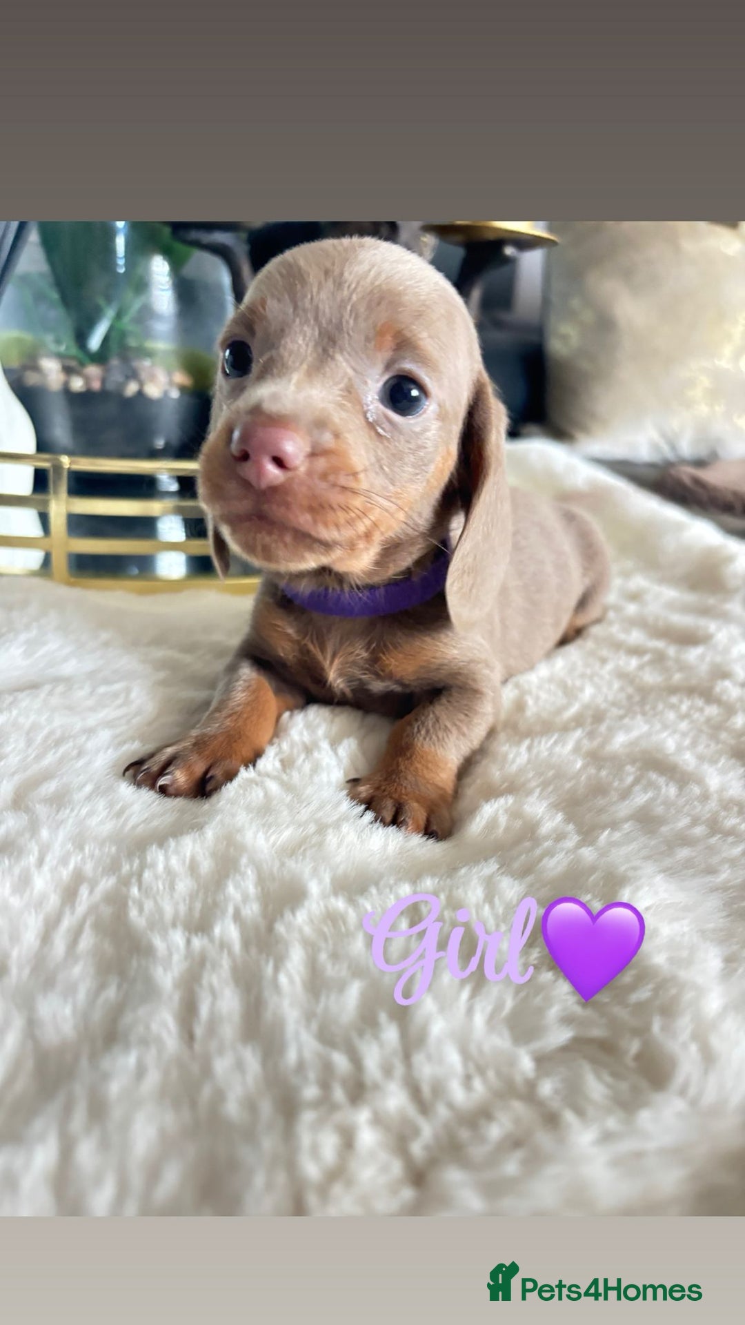 Miniature Dachshund dogs for sale: Kc registered  miniature dachshund puppies - Image 3