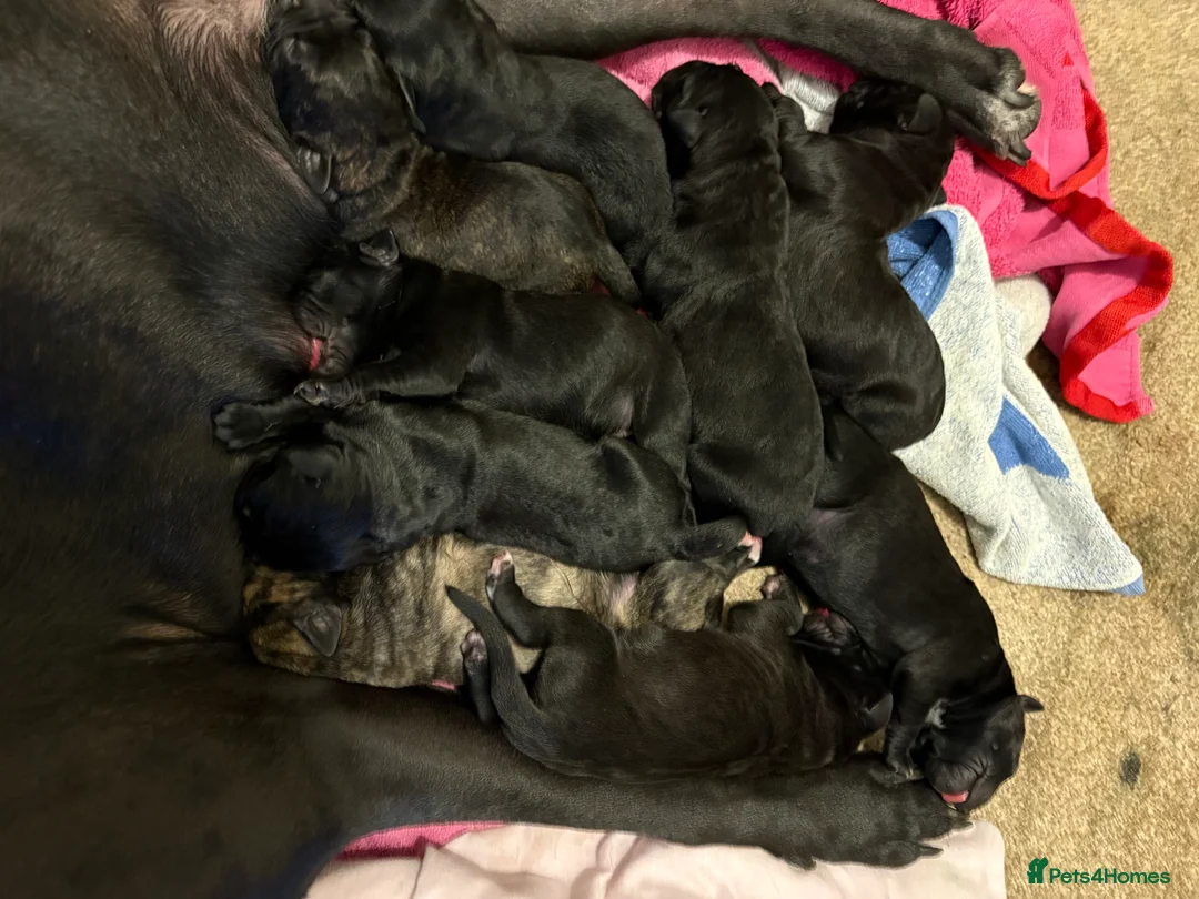 Cane Corso dogs for sale: Cane corso’s  - Advert 19