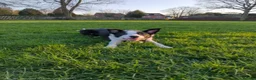 Border Collie dogs for sale: 12 month Border Collie Male - Advert 5
