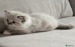 Ragdoll cats for sale: Tica registeeed tabby bicolour ragdolls - Image 2