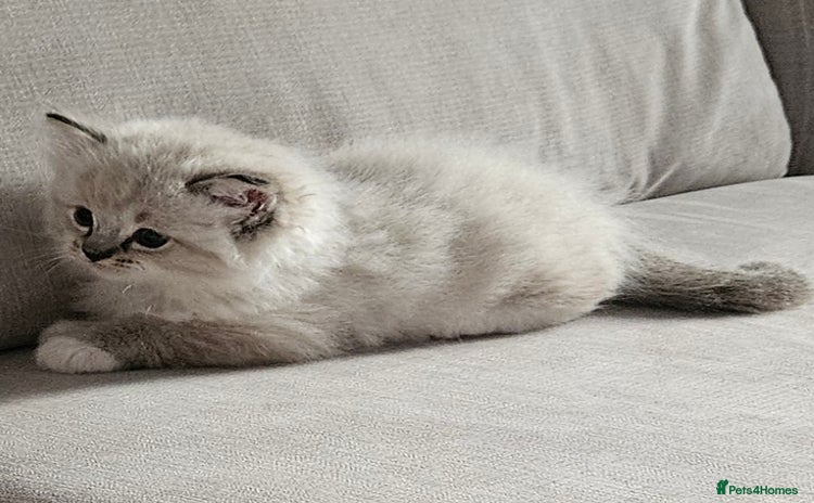Ragdoll cats - Advert 9