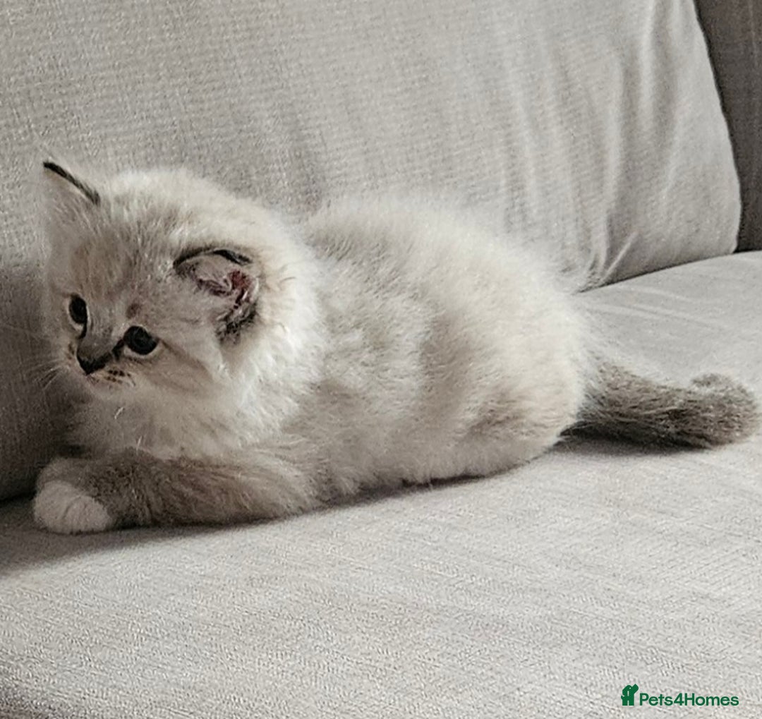 Ragdoll cats for sale: Tica registeeed tabby bicolour ragdolls - Image 2