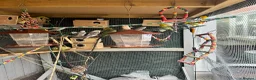 Budgerigars birds for sale: Colourful Budgies – Males & Females – £35 Each in Chelmsford - Advert 2