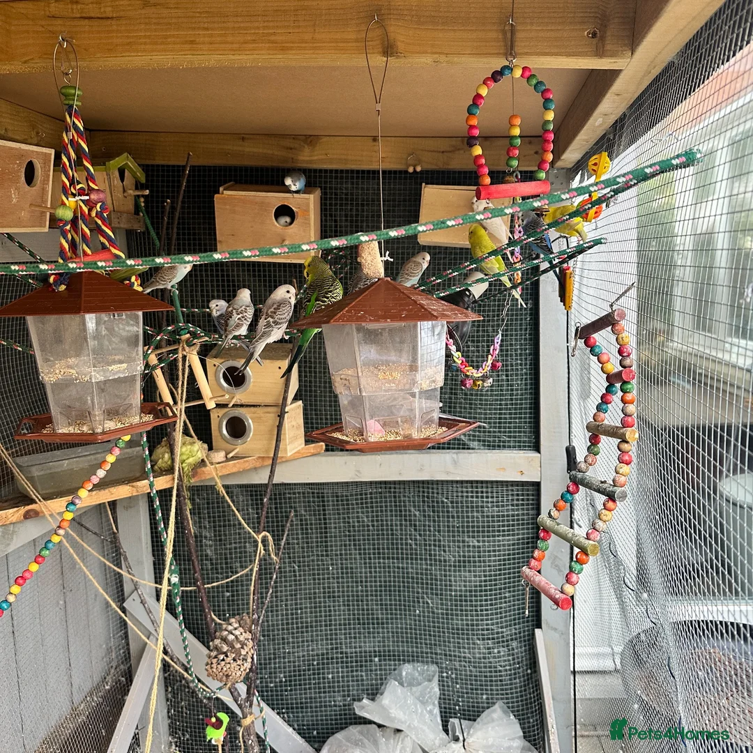 Budgerigars birds for sale: Colourful Budgies – Males & Females – £35 Each in Chelmsford - Advert 2