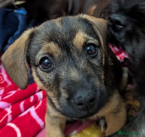 Mixed Breed dogs - Advert 4