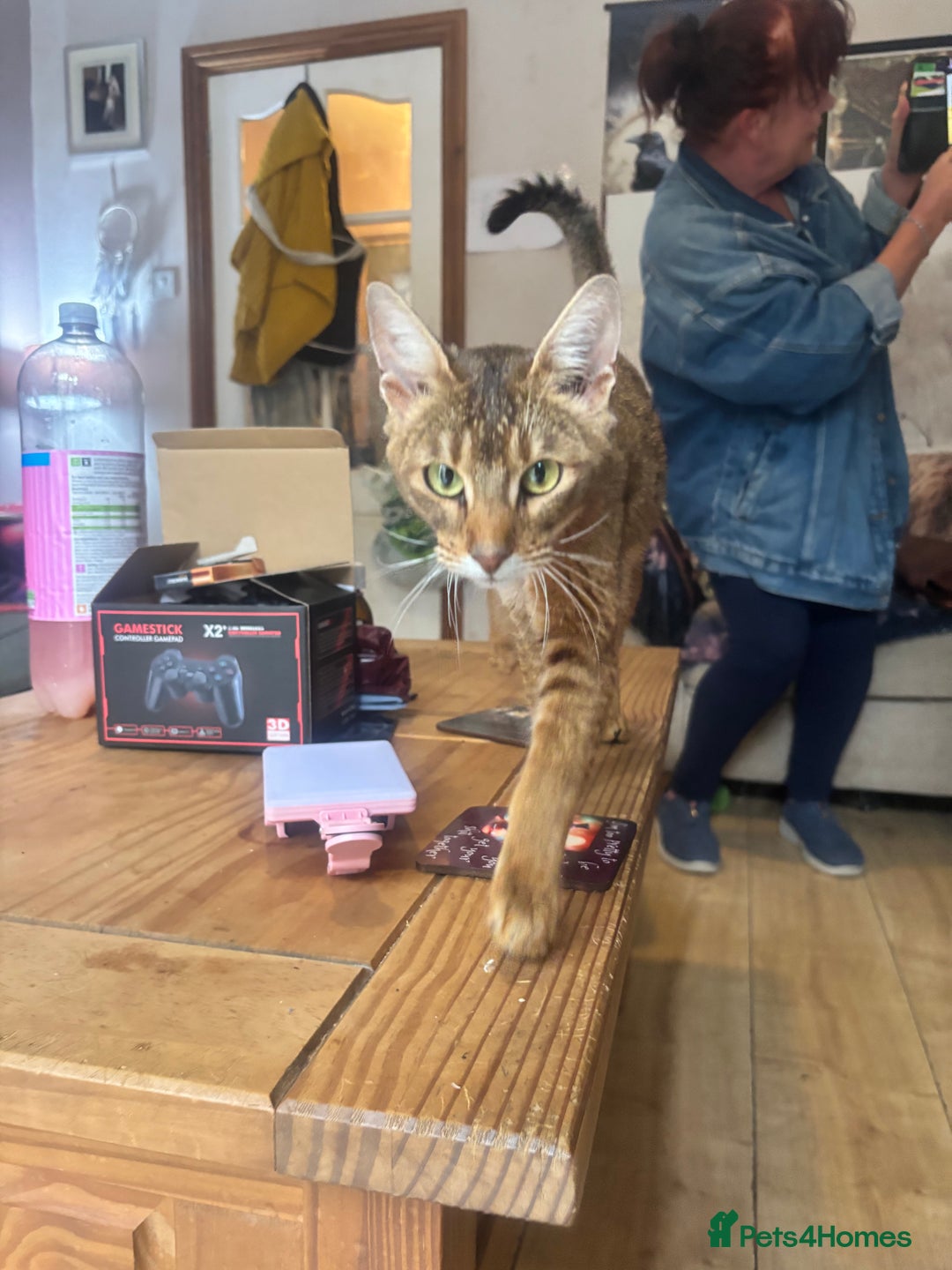 Chausie cats for sale: Lovely sweet female Chausie available  - Image 4