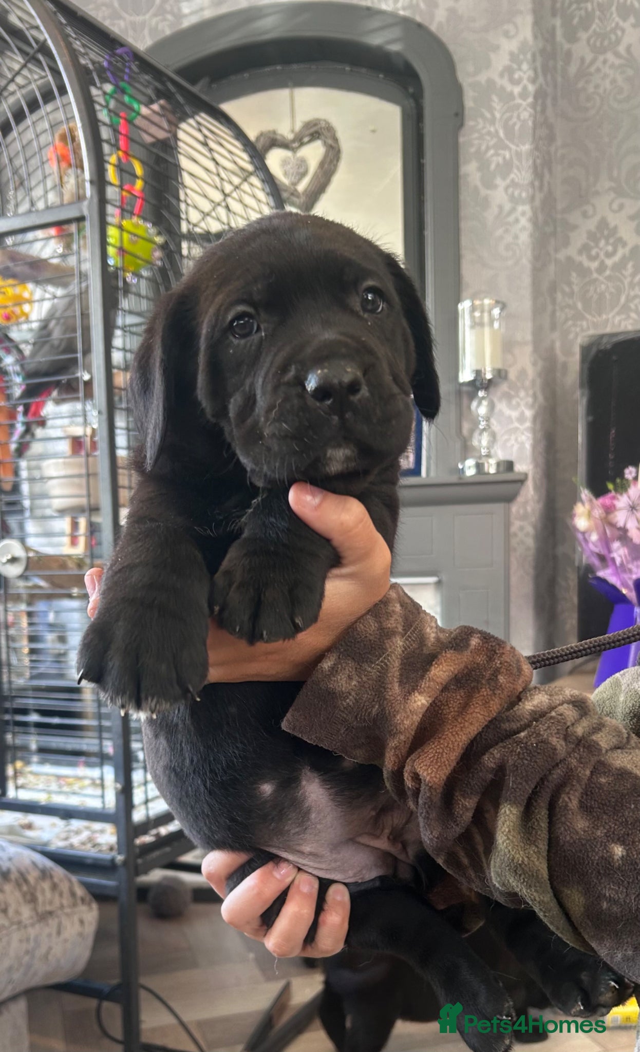 Mixed Breed dogs Old English mastiff x puppies 1 female available  - Advert 18