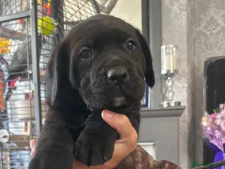 Mixed Breed dogs Old English mastiff 1 left! reduced ! - Advert 2