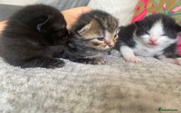 Ragdoll cats for sale: Kittens 💗 - Image 1