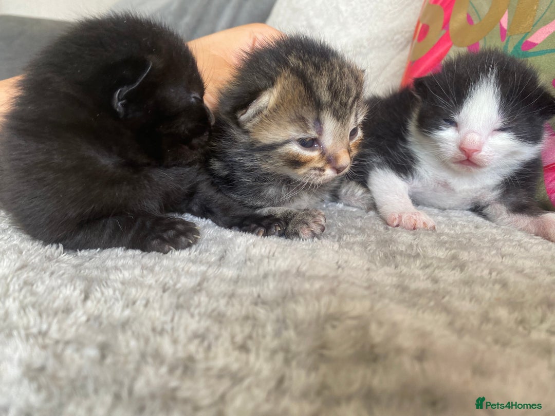 Ragdoll cats for sale: Kittens 💗 - Image 1