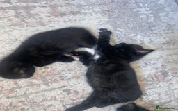 Mixed Breed cats for sale: BEAUTIFUL BLACK AND WHITE KITTENS 🐱  - Image 14