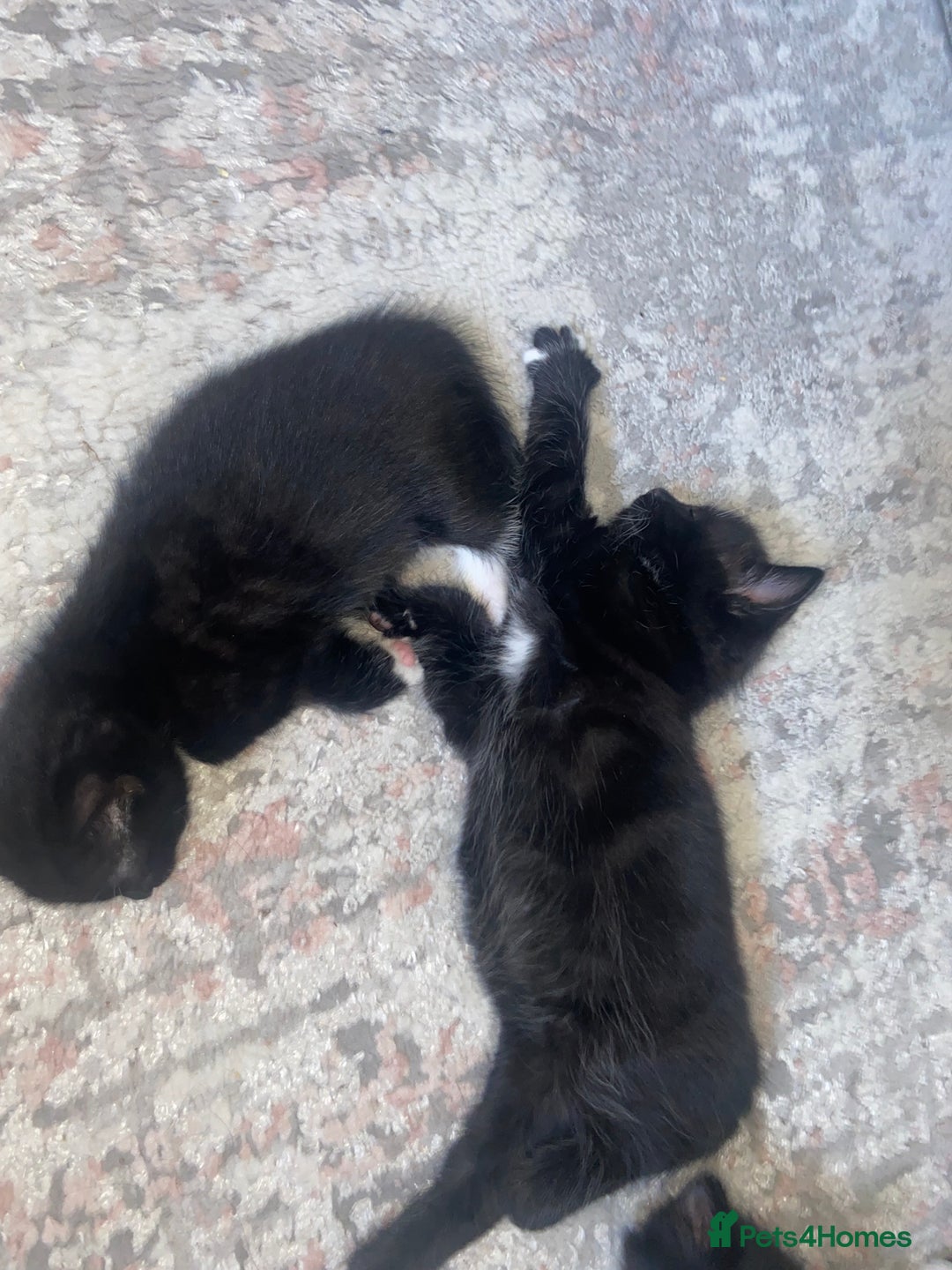 Mixed Breed cats for sale: BEAUTIFUL BLACK AND WHITE KITTENS 🐱  - Image 14