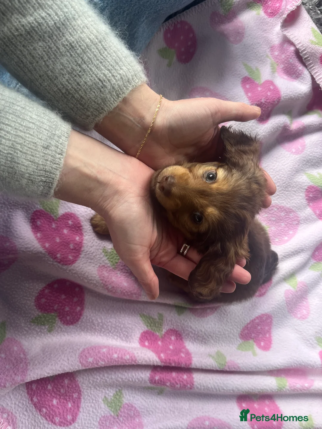 Dachshund dogs for sale: Stunning miniature daxi pups  - Advert 2