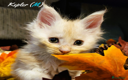 Maine Coon cats for sale: TICA Registered Kittens for Sale  - Image 15