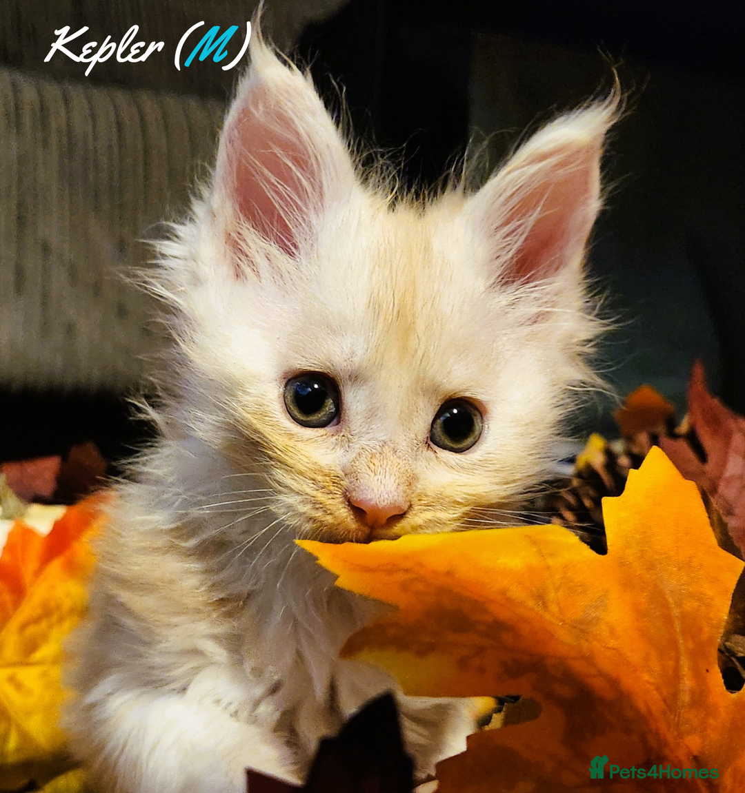 Maine Coon cats for sale: TICA Registered Kittens for Sale  - Image 15