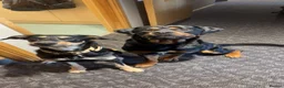 Rottweiler dogs for sale: Rottweiler  in Woodbridge - Advert 2