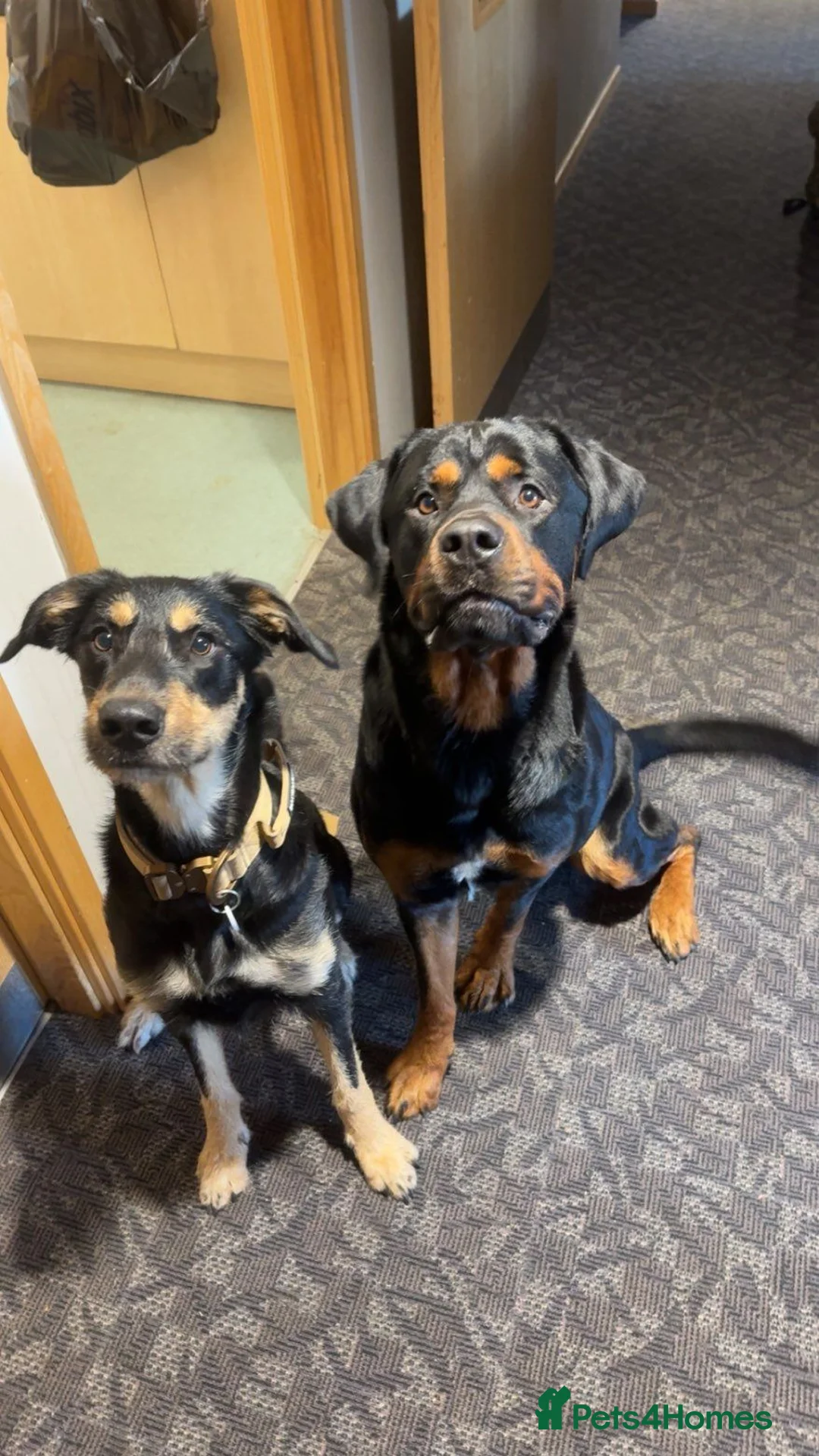 Rottweiler dogs for sale: Rottweiler  in Woodbridge - Advert 2