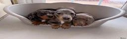 Dachshund dogs for sale: Dachshund  - Advert 10