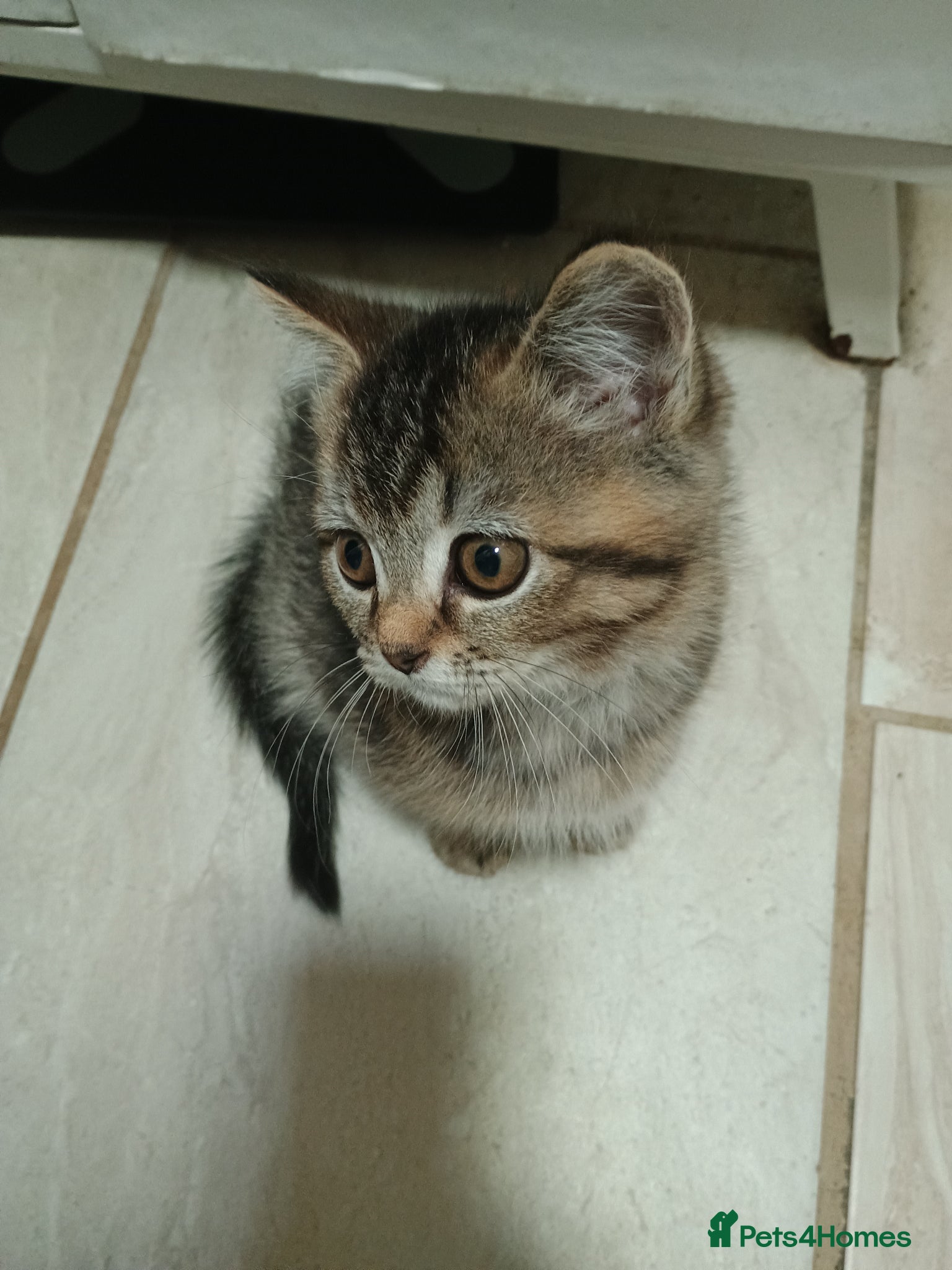 British Shorthair cats Pedigree British shorthair black golden, ready now - Advert 18