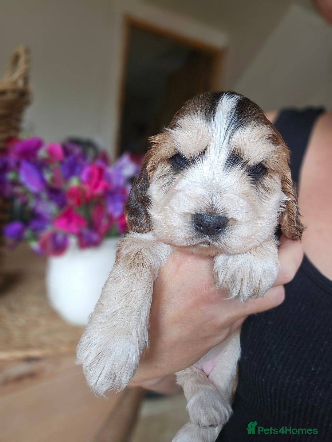 Cocker Spaniel dogs for sale: KC show cocker spaniel puppies - Image 5
