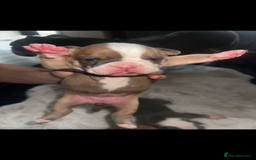 Olde English Bulldogge dogs for sale: Olde English Bulldogge Puppies  - Image 26