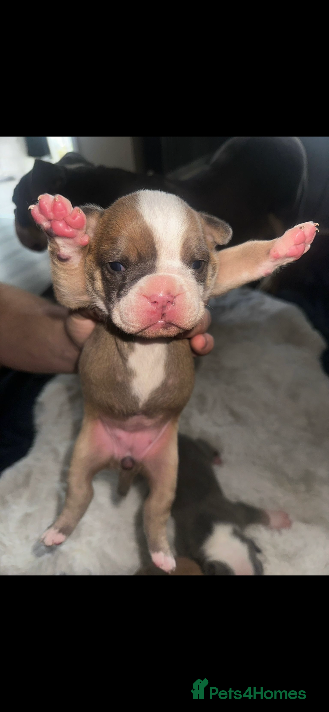 Olde English Bulldogge dogs for sale: Olde English Bulldogge Puppies  - Image 26