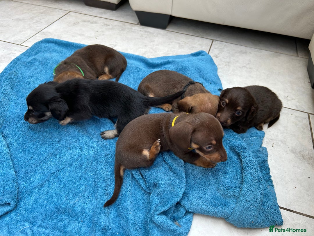 Dachshund dogs for sale: Mini Long-hair dachshund  - Image 16