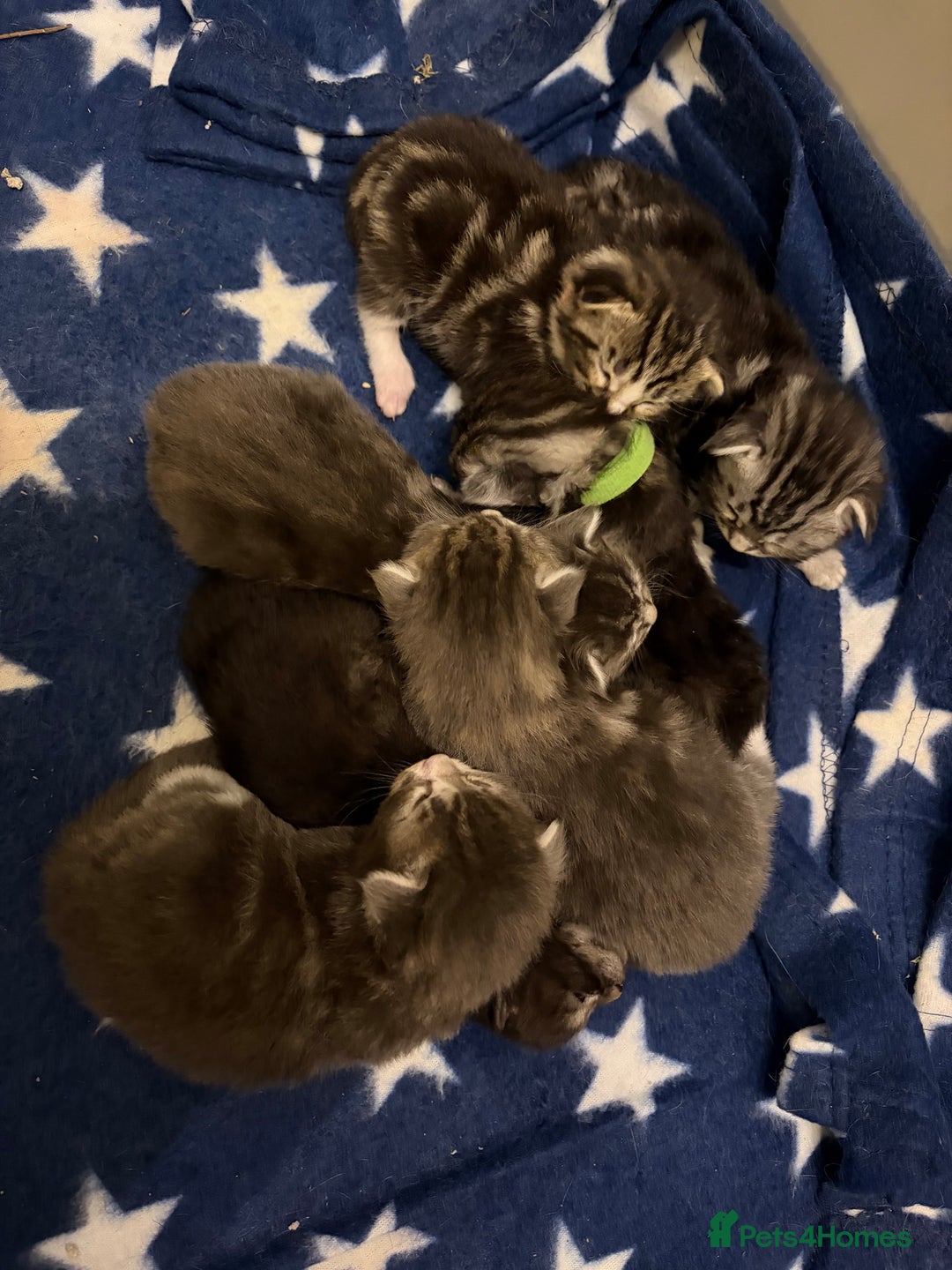 Maine Coon cats for sale: 7 beautiful kittens  - Image 1