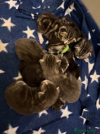 Maine Coon cats - Advert 7