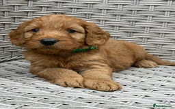 Cockapoo dogs for sale: 😍😍 F1 cockapoo puppies 😍😍 - Image 5