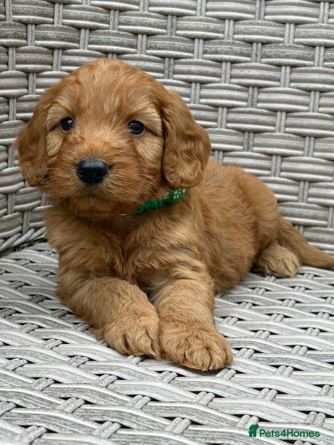 Cockapoo dogs for sale: 😍😍 F1 cockapoo puppies 😍😍 - Image 5