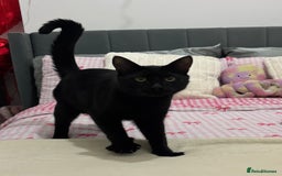 Mixed Breed cats for sale: Beautiful Black 10 Month Old Male Cat for Sale - Image 2
