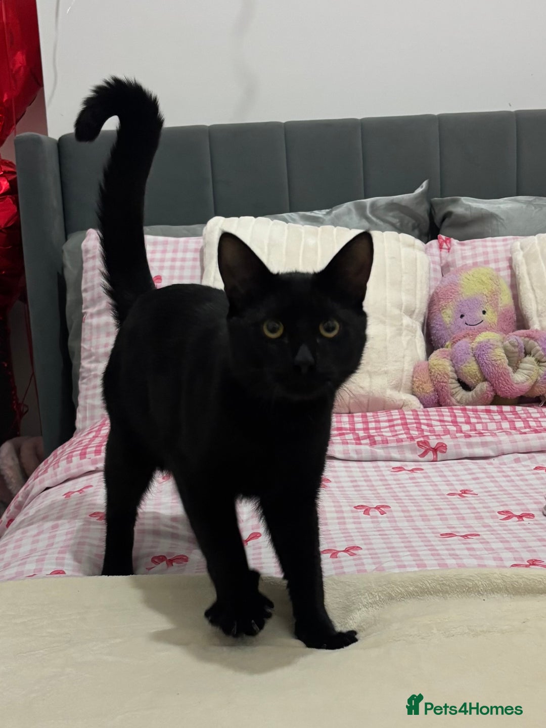Mixed Breed cats for sale: Beautiful Black 10 Month Old Male Cat for Sale - Image 2