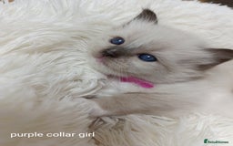 Ragdoll cats for sale: Adorable Ragdoll kittens - Image 10