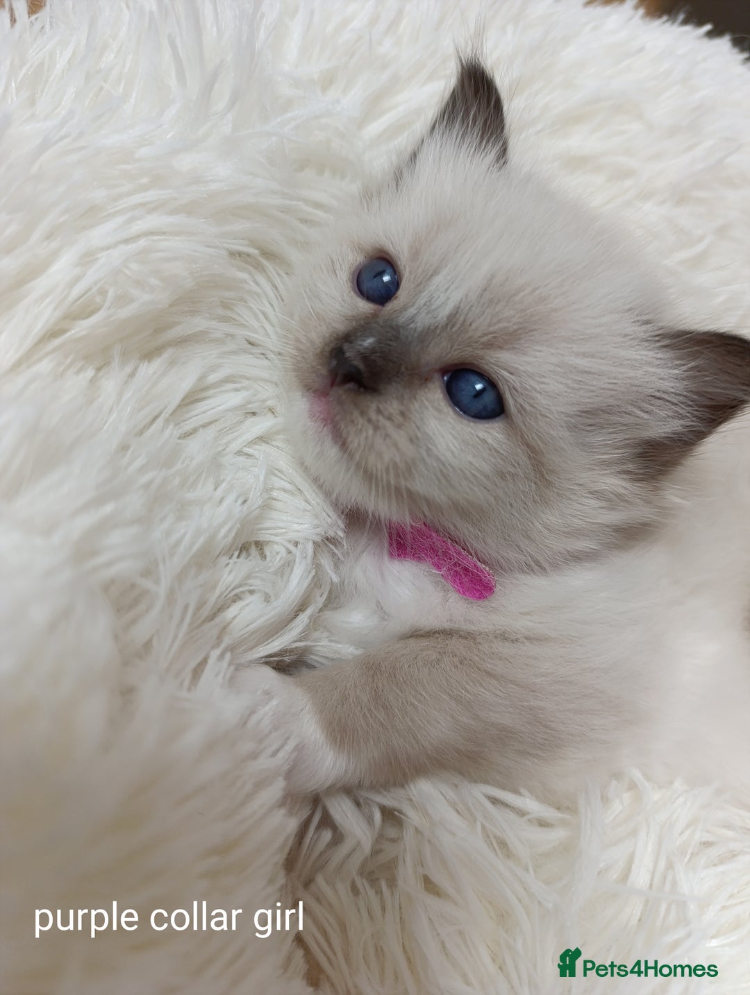 Ragdoll cats for sale: Adorable Ragdoll kittens - Image 10