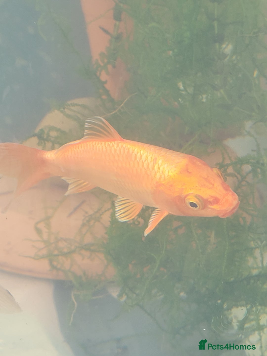 Koi Carp fish for sale: Koi Carp - Image 10