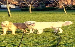 Golden Retriever dogs for sale: 🥰First Class kc Golen Retriever boys🥰 - Image 12