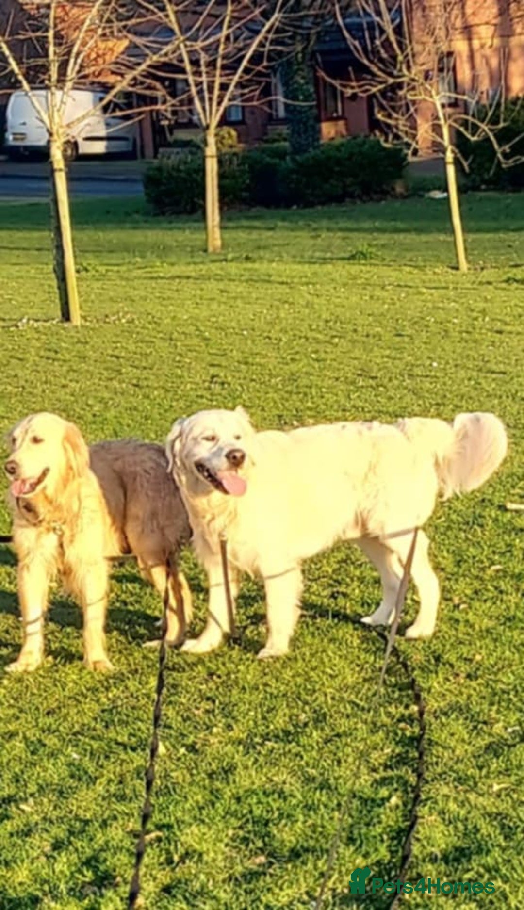 Golden Retriever dogs for sale: 🥰First Class kc Golen Retriever boys🥰 - Image 12