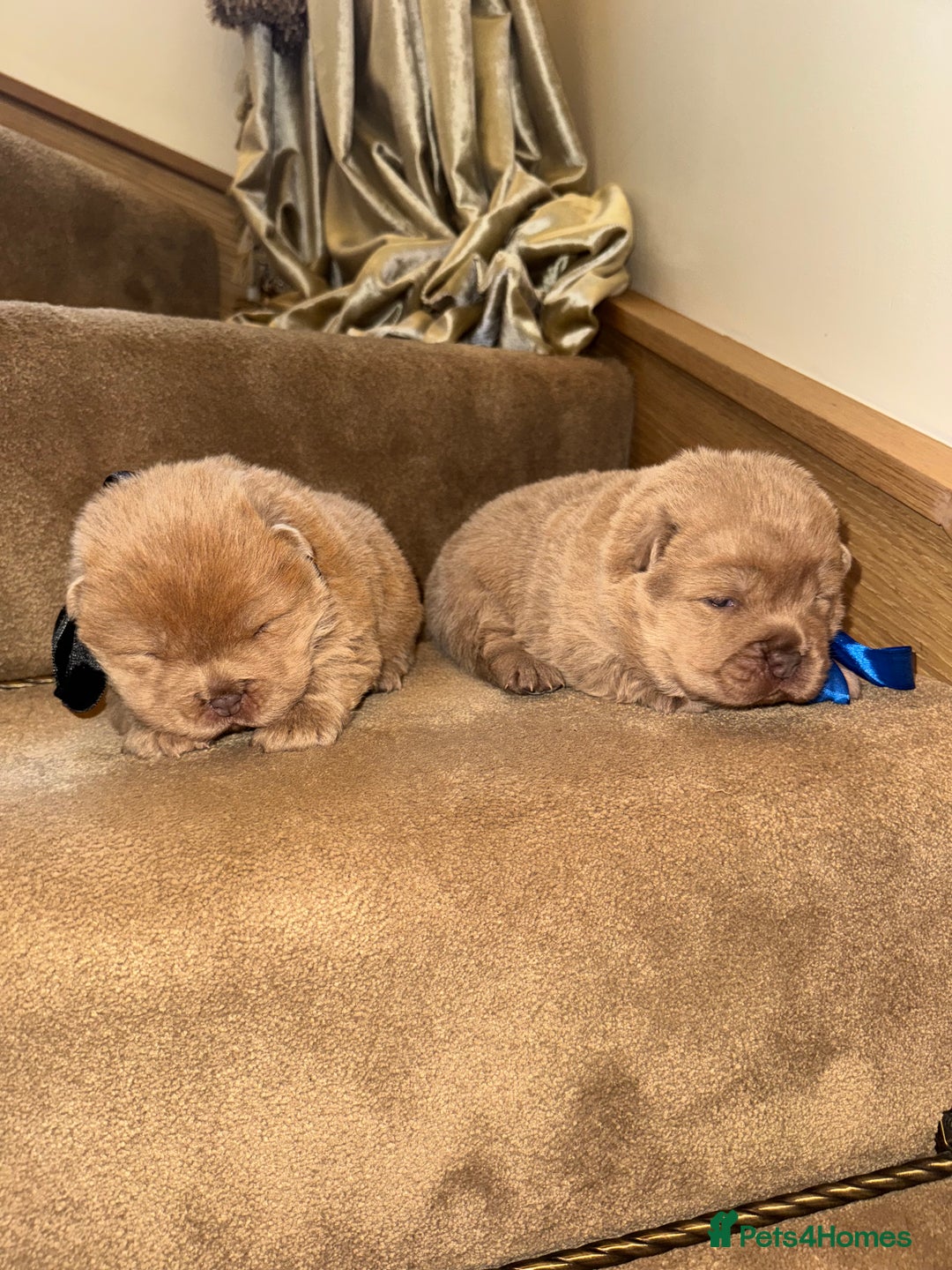 Chow Chow dogs for sale: Stunning kc reg puppies  - Advert 13