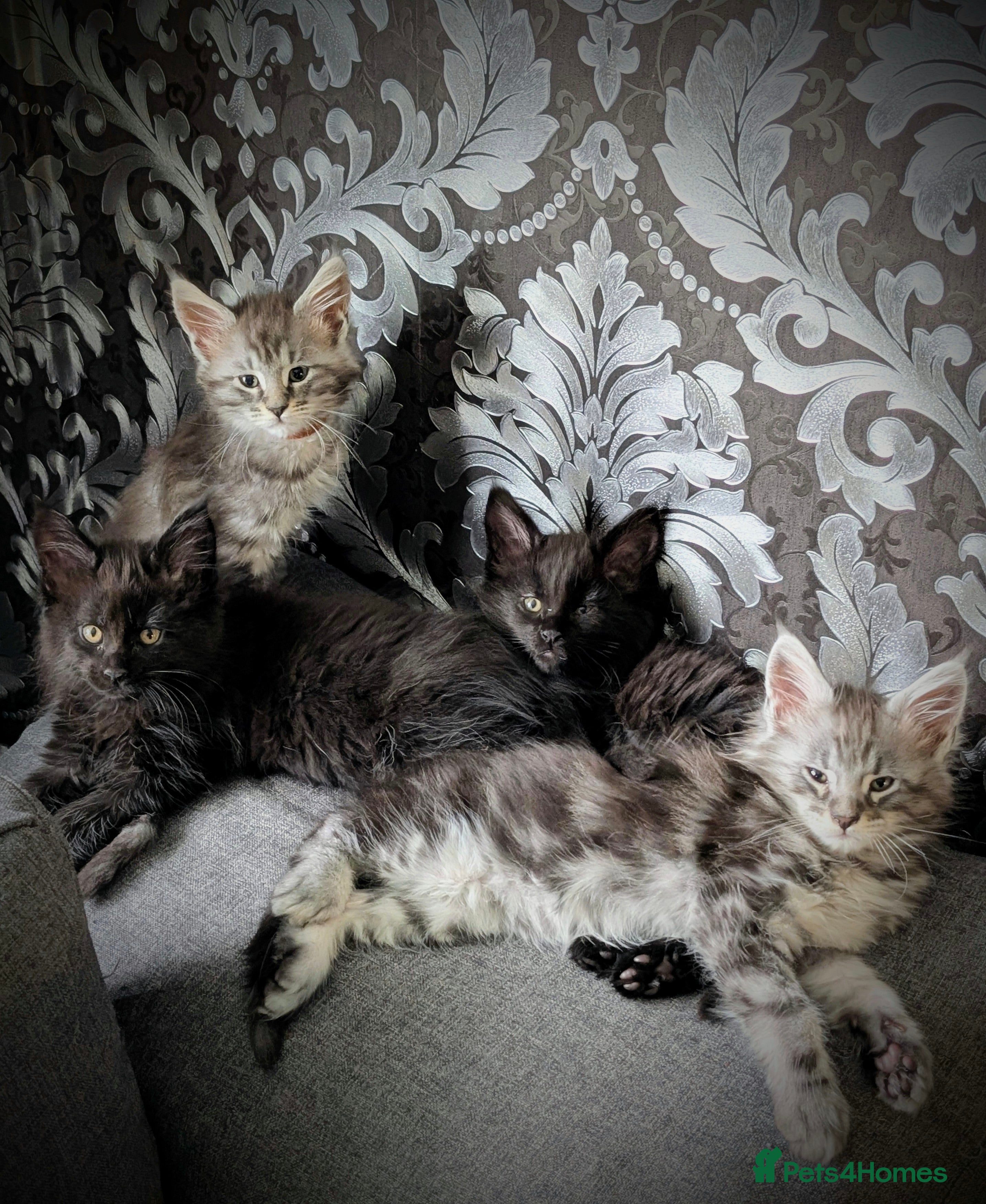 Maine Coon cats TICA registered little balls of fur 😻 - Advert 15