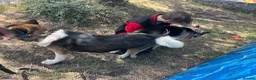 Akita dogs for stud: ***Chico’s finding LOVE… Proven Stud*** - Advert 2
