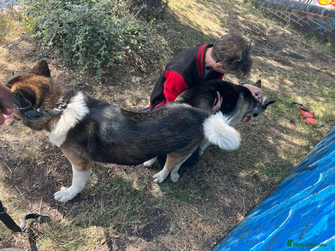 Akita dogs for stud: ***Chico’s finding LOVE… Proven Stud*** - Advert 2