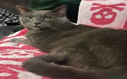 British Shorthair cats for sale: Snuggly Boy looking for a sofa!  - Image 1
