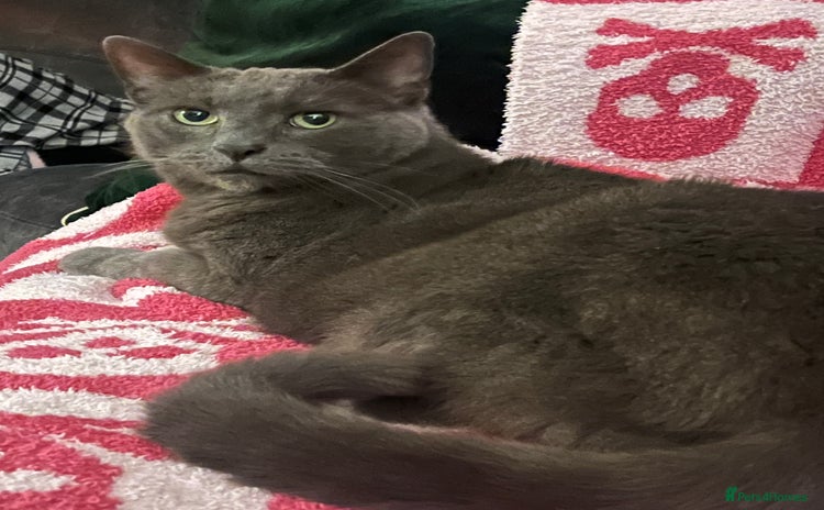 British Shorthair cats - Advert 13